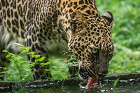 Indian leopard drinking water close up. Photo of a leopard Panthera pardus dr Stock Photos