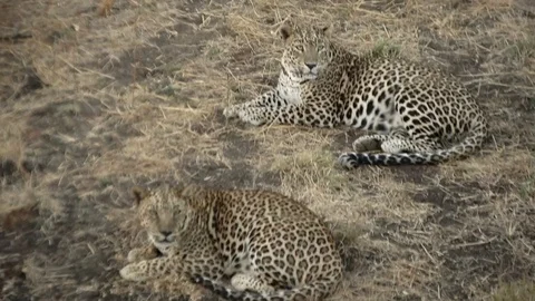 An Indian leopard Stock Footage 100257783