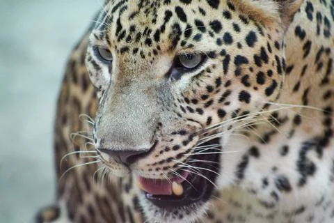 Indian leopard Stock Photos