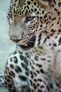 Indian leopard Stock Photos