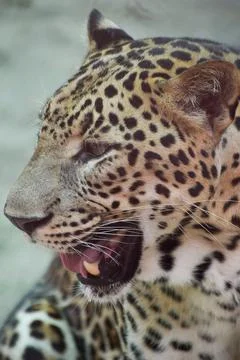 Indian leopard Stock Photos