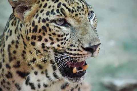 Indian leopard Foto stock