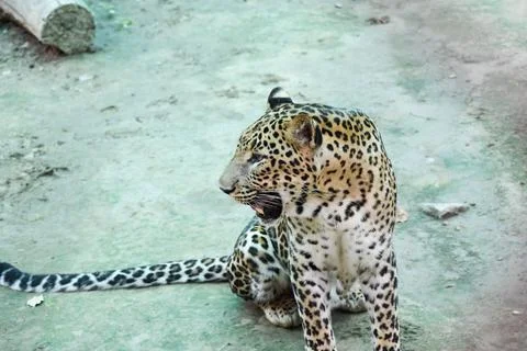 Indian leopard Stock Photos