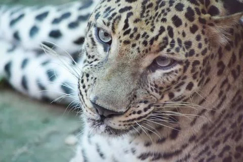 Indian leopard Stock Photos