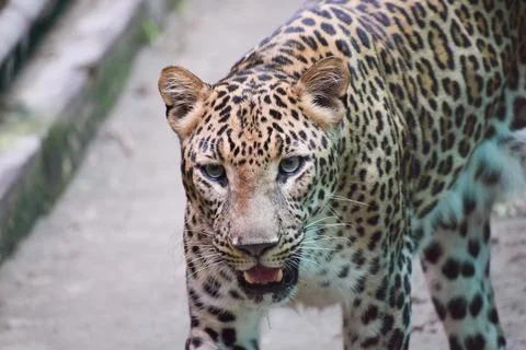 Indian leopard Stock Photos