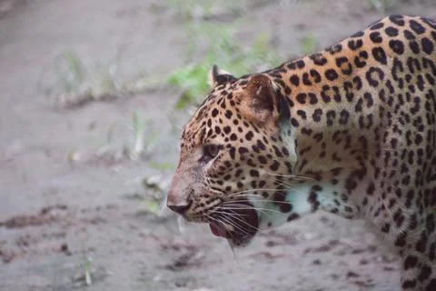 Indian leopard Stock Photos