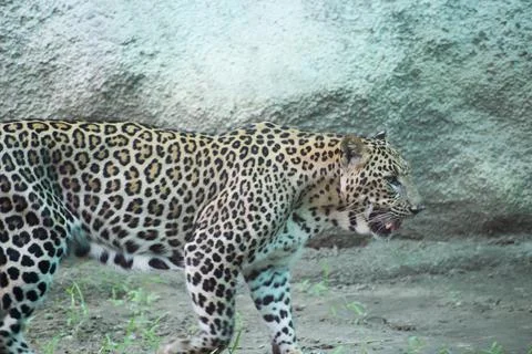 Indian leopard Stock Photos