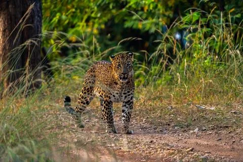 Indian leopard Stock-Fotos