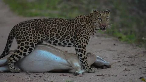 Indian leopard 库存照片