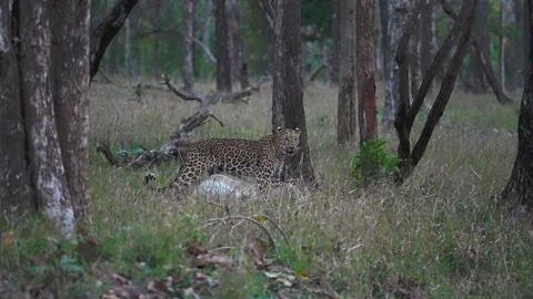 Indian leopard Stock-Fotos
