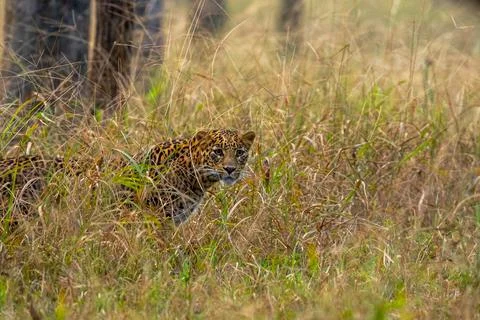 Indian leopard 库存照片