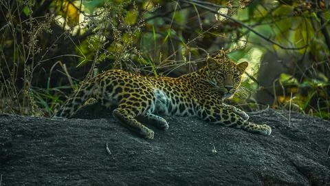 Indian leopard Stock-Fotos