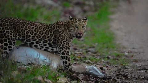 Indian leopard Stock-Fotos