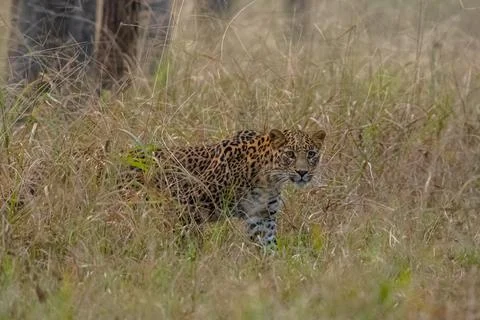 Indian leopard Stock-Fotos