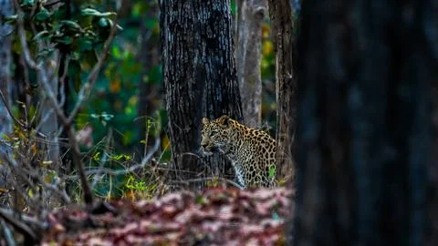 Indian leopard Stock-Fotos