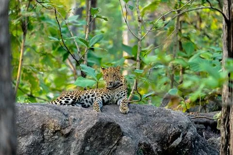Indian leopard Stock-Fotos