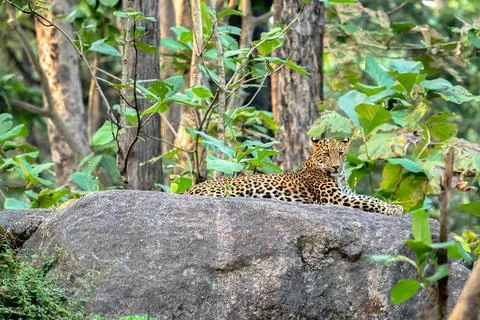 Indian leopard Stock-Fotos
