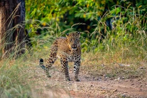 Indian leopard Stock-Fotos