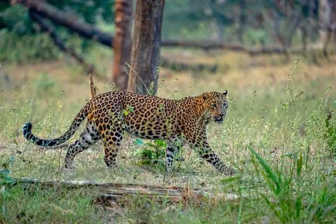 Indian leopard Stock-Fotos