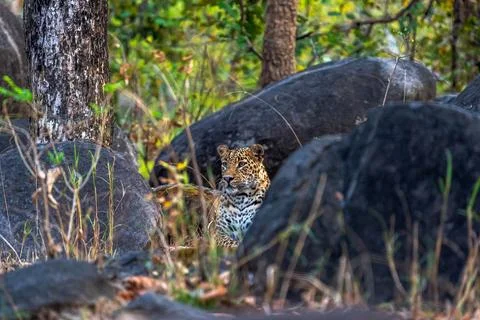 Indian leopard Stock-Fotos