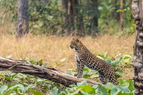 Indian leopard 库存照片