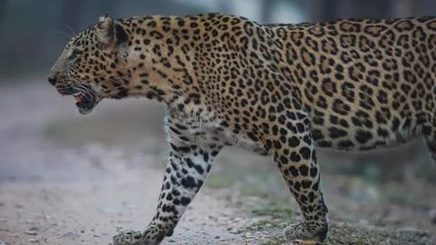 Indian leopard Stock-Fotos