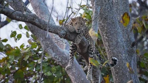 Indian leopard Stock-Fotos