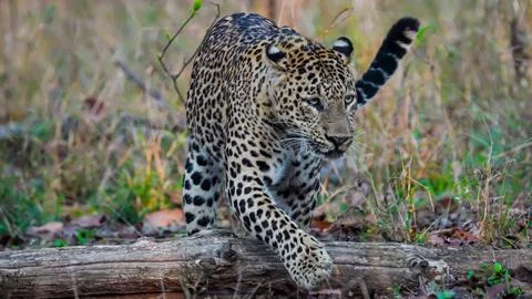 Indian leopard Stock-Fotos