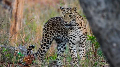 Indian leopard Stock-Fotos