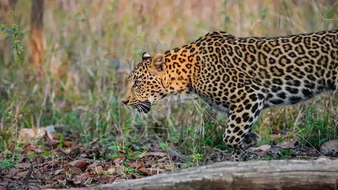 Indian leopard 库存照片