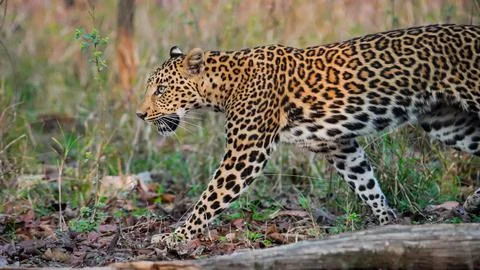 Indian leopard Stock-Fotos