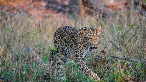 Indian leopard Stock-Fotos