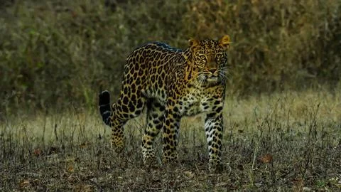 Indian leopard Stock-Fotos