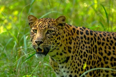 Indian leopard 库存照片