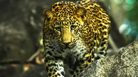 Indian leopard 库存照片