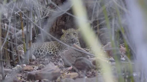 Indian Leopard Sitting Video stock 144737532