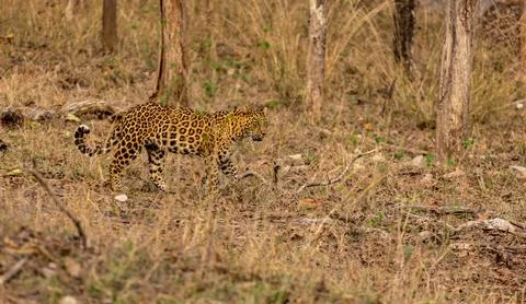 Indian Leopard Standing Looking at Prey, Tadoba National Park, India Stock Photos
