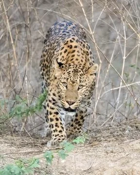Indian leopard walking through the thicket at Jhalana Reserve in Rajasthan .. Stock Photos
