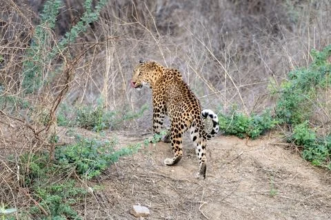 Indian leopard at a watering hole at Jhalana Reserve in Rajasthan India Stock Photos
