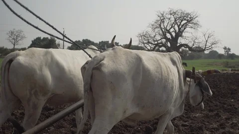 Indian Life Stock Footage 111477971