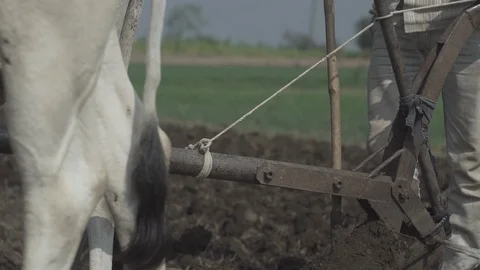 Indian Life Stock Footage 111478505