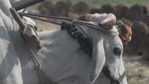 Indian Life Stock Footage 111478533