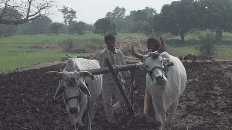 Indian Life Stock Footage 111480101