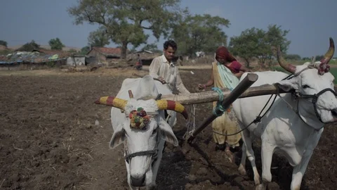 Indian Life Stock Footage 111481634