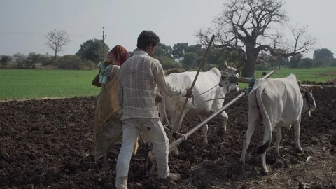 Indian Life Video stock 111482128