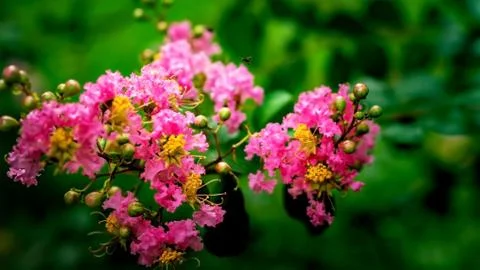 Indian lilac Stock Photos