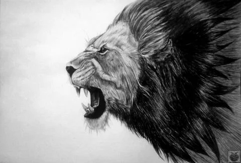 Indian Lion Head Stock Illustration