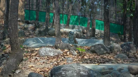 Indian Lion Roar Caught on Camera Stock Footage 313566936