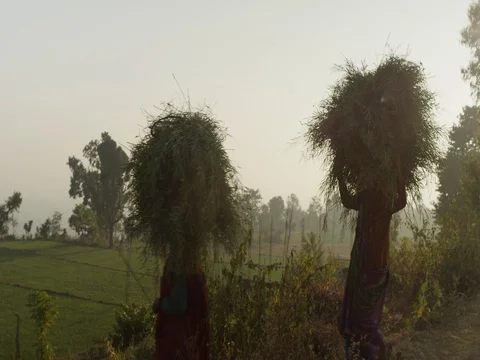 Indian Local Villagers Stock Footage 73006714