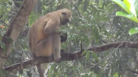 Indian long tailed black faced langur monkey sitting on tree branch in rain Stock Footage 132966318